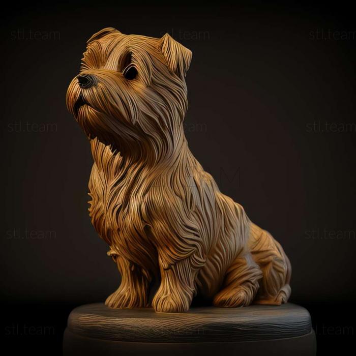 Norfolk Terrier dog